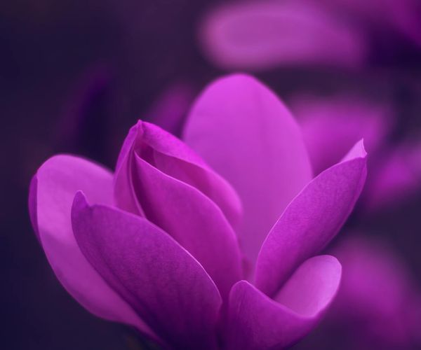 Vibrant purple light pulses against deep dark purple background